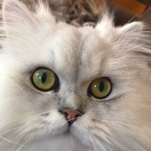 Meet your Posher, Marchelle